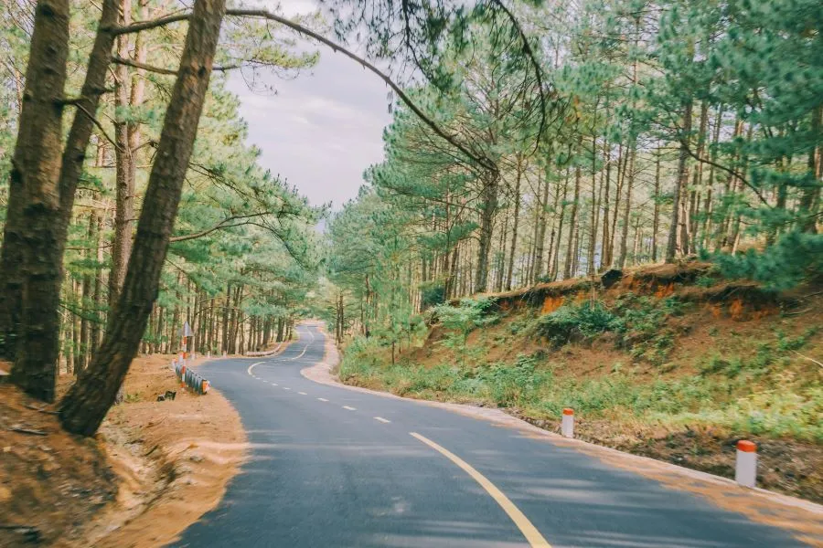 Road in between trees